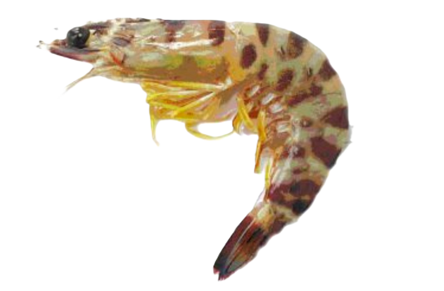 Southern Pink Shrimp